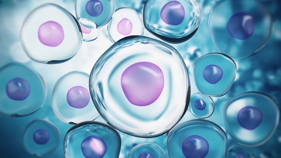 Una de las principales técnicas de ingeniería genética es la clonación molecular